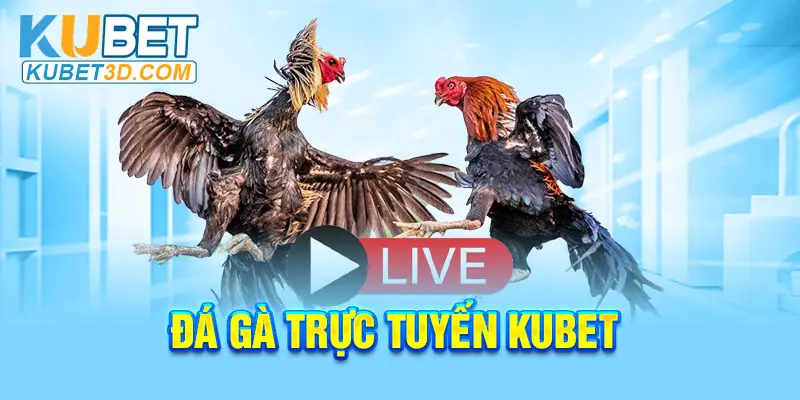 Đá gà trực tuyến Kubet